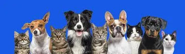 Pet Favorites Trendify Hubs