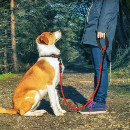Reflective Dog Leash Nylon Pet Dog Leash Rope trendify