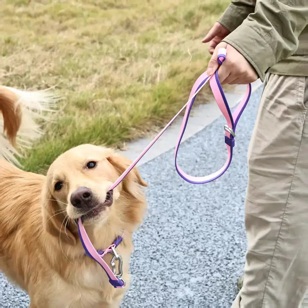 The New Dual-Color Embossed Pet Leash Set Trendify Hubs