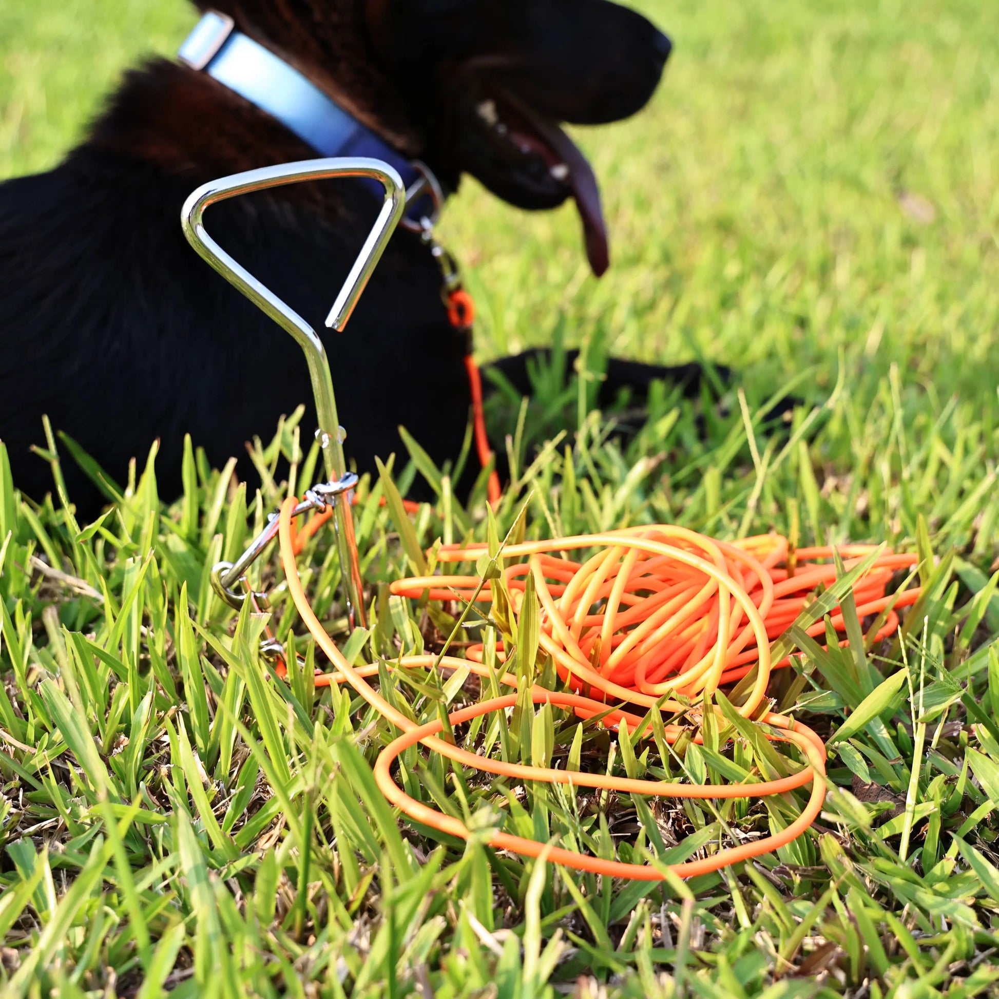 Ground Stake Fixed Dog Leash Allows Your Beloved Dog To Play More Freely Trendify Hubs