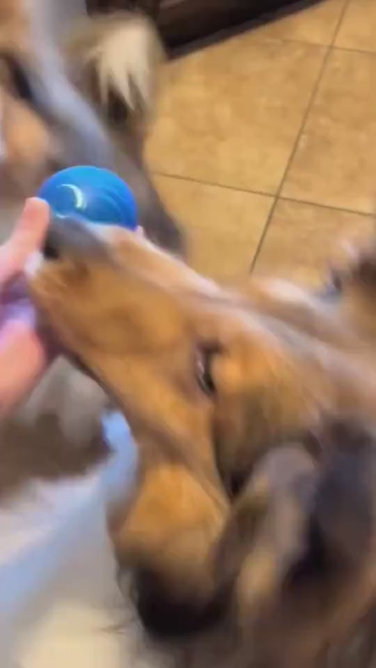 Jump Ball Basket,Pet Dog Rubber Ball Toys For Dogs Resistance To Bite Dog Chew Toys Puppy Pets Dogs Training Products Trendify Hubs