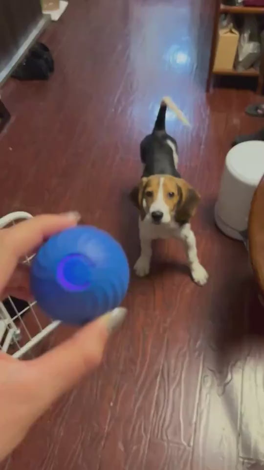 Jump Ball Basket,Pet Dog Rubber Ball Toys For Dogs Resistance To Bite Dog Chew Toys Puppy Pets Dogs Training Products Trendify Hubs