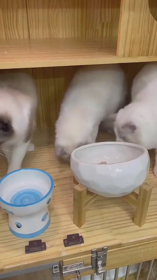 Best Dog Feeding Bowls To Slow Eating