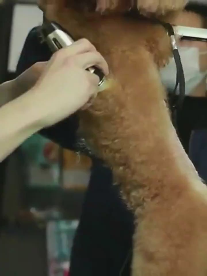 Paw Clippers For Dogs,Dog Shaver Pet Teddy Cat Shaving Dog Hair Professional Hair Clipper Trendify Hubseo